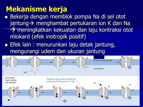 Ppt Obat Obat Sistem Kardiovaskular Dan Diuretik Powerpoint