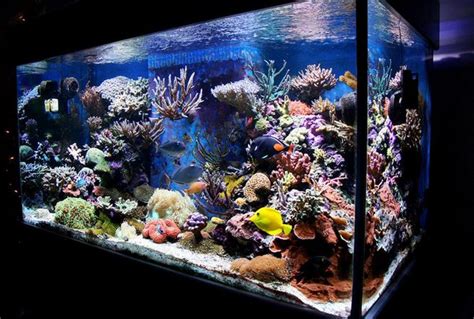 How To Start A Saltwater Aquarium 10 Useful Tips For Beginners