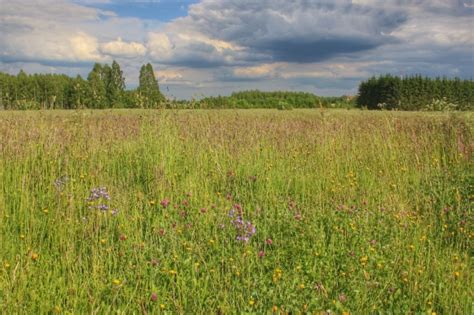 The Polish Prairie Back Yard Biology