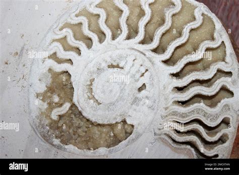 Ammonite Suture Patterns Hi Res Stock Photography And Images Alamy