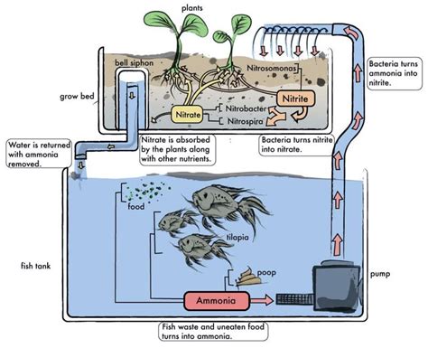 Aquaponics 101 Quick And Easy Aquaponic Systems Full Guide