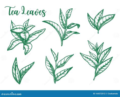 Green Tea Leaf Vector Sketch Tea Package Design Stock Vector