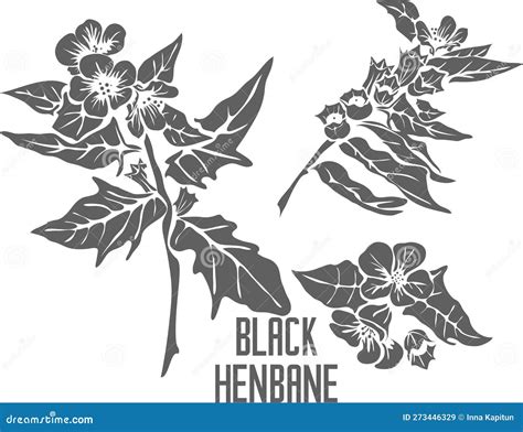 Henbane Vector Hand Drawn Plant Vintage Medicinal Plant Sketch