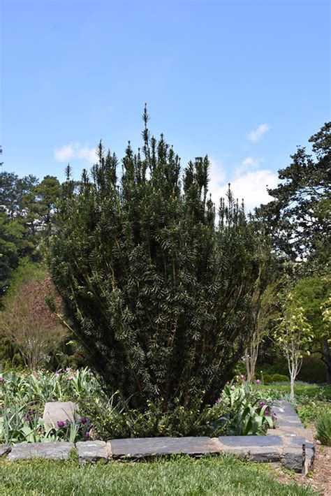 Upright Japanese Plum Yew Cephalotaxus Harringtonia Fastigiata In