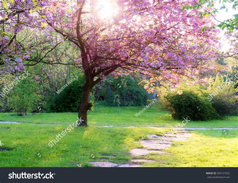 7,609,436 Spring Tree Background Images, Stock Photos & Vectors ...