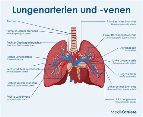 Lungenarterie Anatomie Und Funktion Medi Karriere