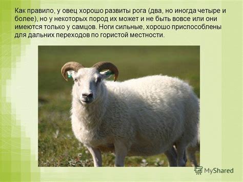 Презентация на тему: "ОВЦА ОВЦА, домашнее животное, жвачное ...