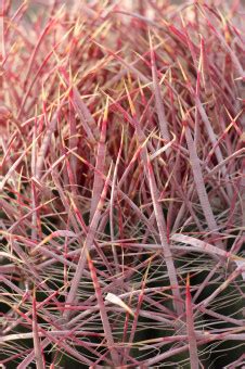 Fotos Gratis Naturaleza C Sped Cactus Flor Espina Nica