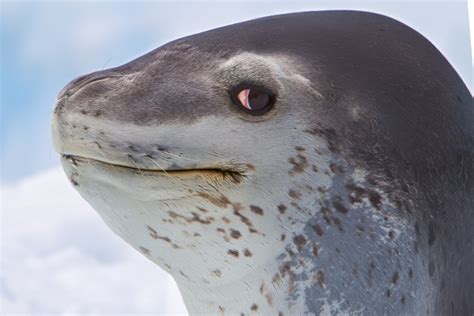 Side-eye seal Blank Template - Imgflip