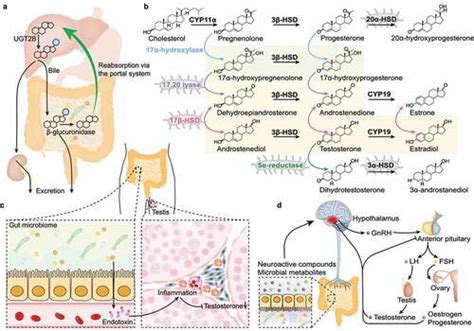 Full Article The Role Of The Sex Hormone Gut Microbiome Axis In Tumor