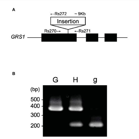 A Gene Structure Of GRS1 Black Boxes Represent Exons Arrows