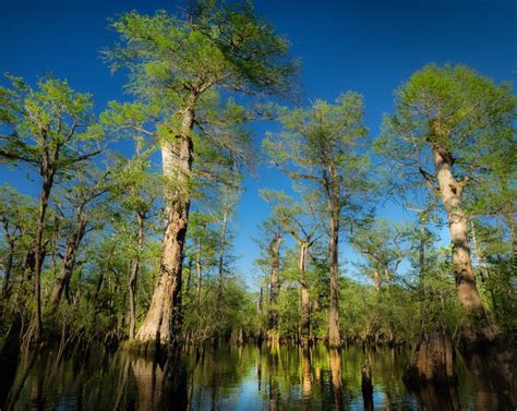 Oldest tree in east U.S.: Cypress in North Carolina over 2,600 yrs old