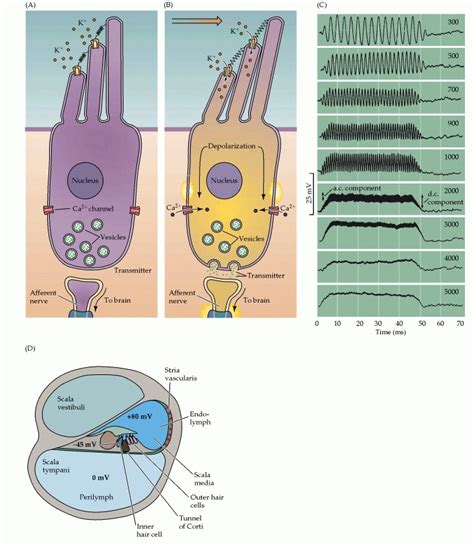 Hair Cells And The Mechanoelectrical Transduction Of Sound Waves