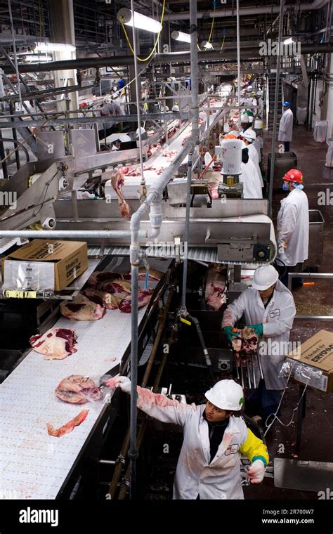 meat packing beef sides  carried      meat  cut