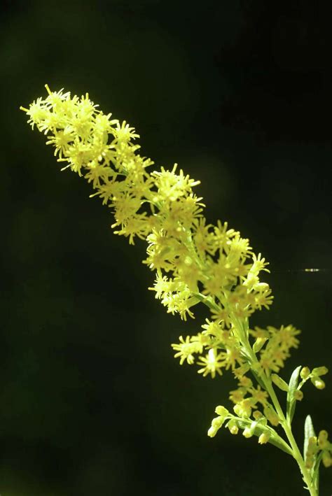 Garden myths: Sorting fact from fiction