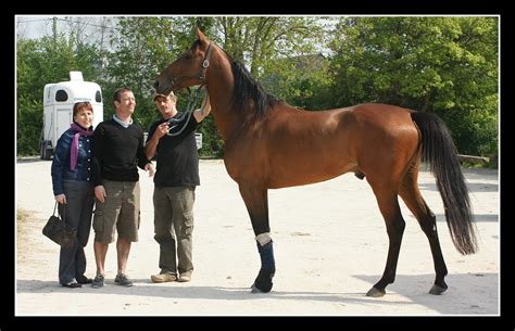 Orlando Sport Haras De L étoile Monte 2011 Guillaume Le Jeune Flickr