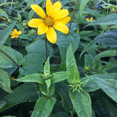 Helianthus divaricatus Woodland Sunflower from Babikow Wholesale Nursery