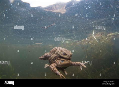 Accouplement de crapaud Banque de photographies et dimages à haute