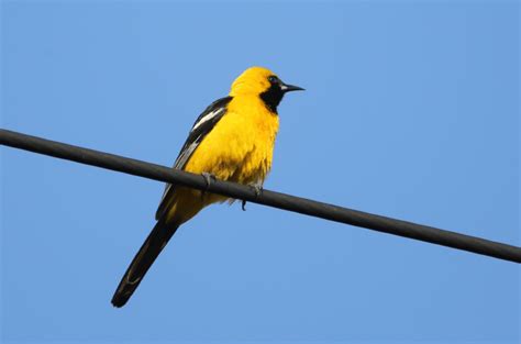 Types of Orioles (5 Northern American Species) - Happy Birding