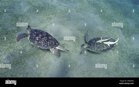 Two Sea Turtles Graze On The Seabed Eating Green Algae Two Great Green Sea Turtle Chelonia