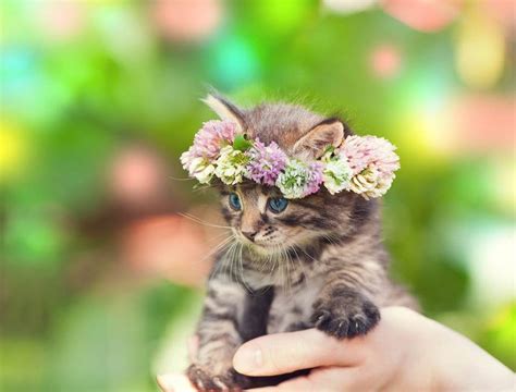 Animal with Flower Crown - XciteFun.net