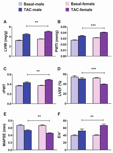 Cells Free Full Text Sex Specific Regulation Of MiR 29b In The