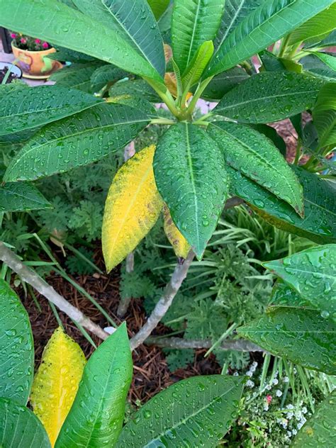 Plumeria Leaves Turning Yellow A Troubleshooting Guide