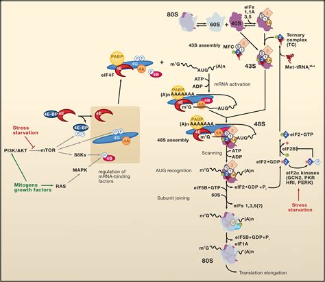 Regulation Of Translation Initiation In Eukaryotes Mechanisms And