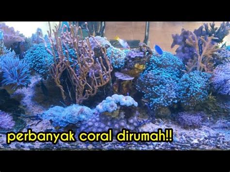 Budidaya Terumbu Karang Di Aquarium Frogspawn Fragging Ngae