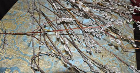 Orbis Catholicus Secundus Palm Sunday In The East Pussy Willows