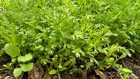 How To Grow Persian Cress As An Edible Ornamental