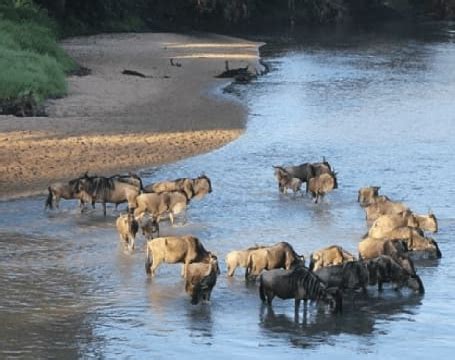 Wildebeest Migration Tour Packages Meru Slopes Tours