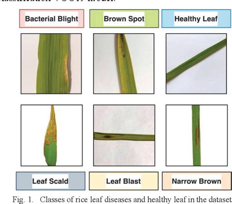 Figure 1 From An Efficient Deep Learning Based Vgg19 Approach For Rice Leaf Disease