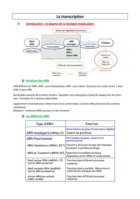 Outils Et Bases Mol Culaires V La Transcription I Introduction