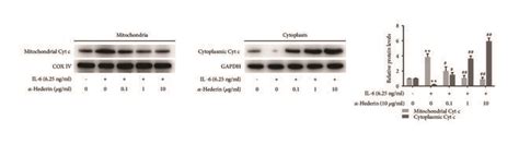 Hederin Regulates Mitochondrial Apoptosis Related Proteins In