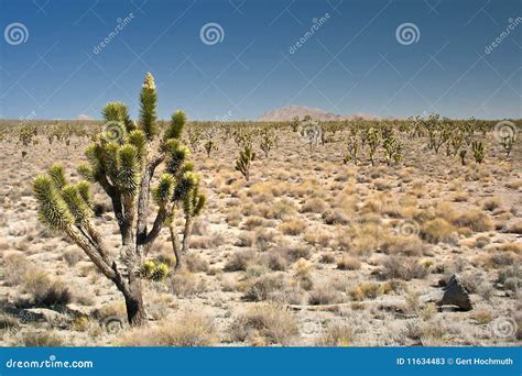 Desierto De Mojave Imagen De Archivo Imagen De Americano 11634483