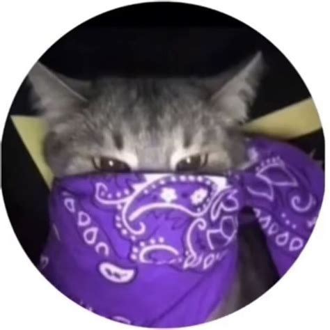 Round Pfp Aesthetic Cat Y K Profile Picture Profile Picture Cartoon