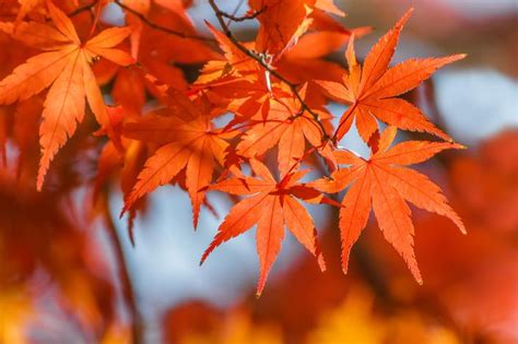 Ces Arbres Ne Surtout Pas Tailler Au Printemps