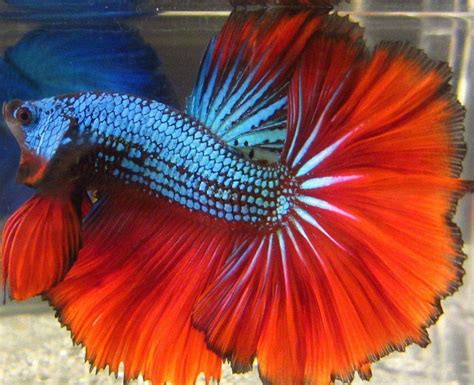 12 Types Of Betta Fish : Type Of Betta Fish Species Steemit : Due to ...