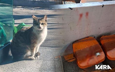 1살 고양이 두부 잔혹하게 죽인 20대 남성 취업 스트레스 때문에 그랬다 기사 관련이미지