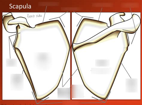 Scapula Features 1 Diagram Quizlet