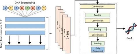 Deep Transformers And Convolutional Neural Network In Identifying DNA