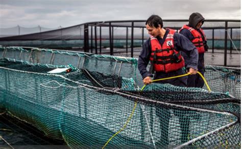 Diciembre 2022 Salmones Camanchaca Escala Cuatro Posiciones Y Se Ubica