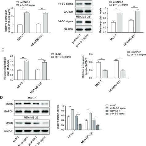 14 3 3 Sigma Blocked Cell Cycle Progression By Suppressing Mdm2