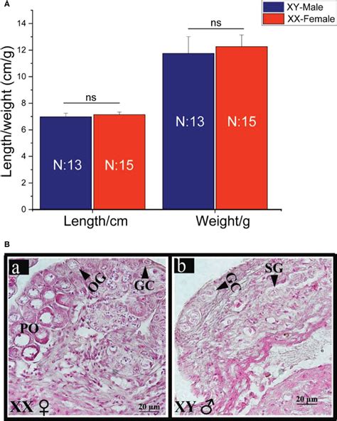 Frontiers Comparative Transcriptome Analysis Of The Differentiating