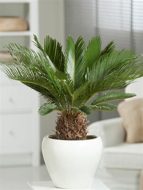 Enjoy a Touch of the Tropics with the Sago Palm