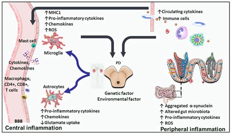 IJMS Free Full Text Advances In NURR1 Regulated Neuroinflammation