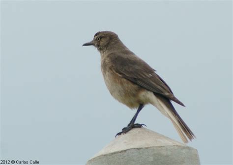 Arriero De Pico Negro Black Billed Shrike Tyrant Agriornis Montanus