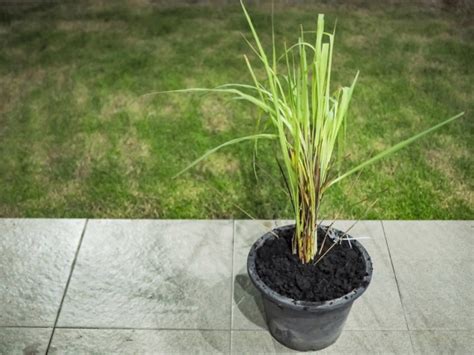 10 Reasons To Grow Lemongrass No Matter Where You Live