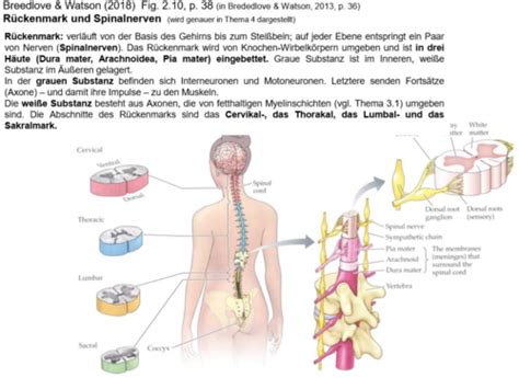 Vl Anatomie Des Nervensystems Erste Grundlagen Karteikarten Quizlet